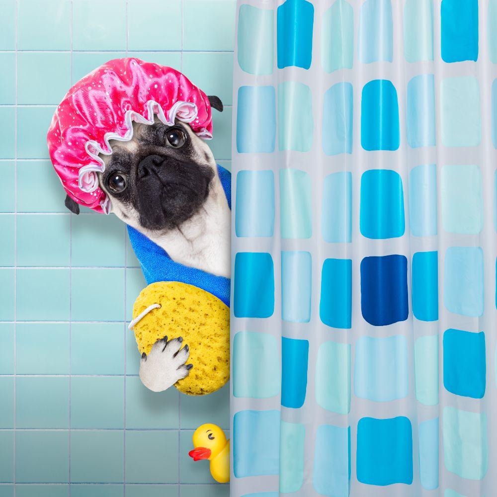 Image of dog in shower.