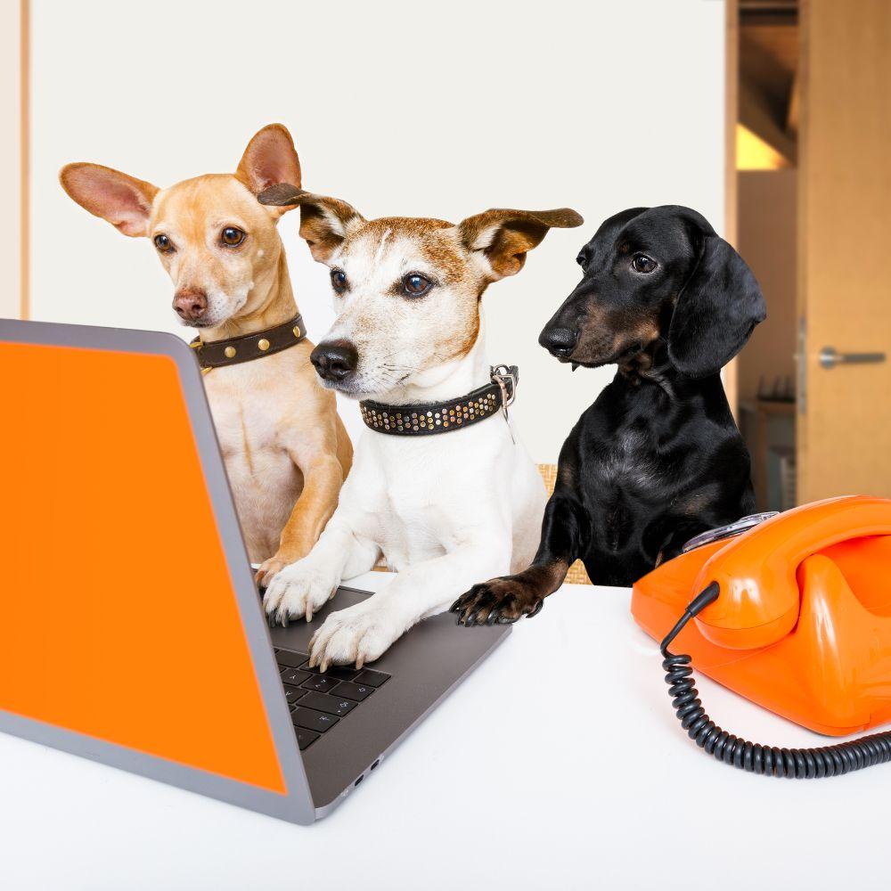 Dogs at computer.